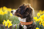 Bernese Mountain Dog Mongrel