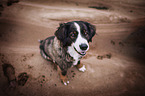 Bernese Mountain Dog Mongrel