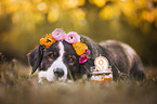 Bernese Mountain Dog Mongrel