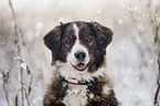 Bernese Mountain Dog Mongrel