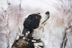 Bernese Mountain Dog Mongrel