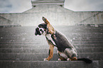 Bernese Mountain Dog Mongrel