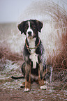 Bernese Mountain Dog Mongrel