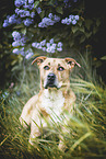 American-Staffordshire-Terrier-Mongrel