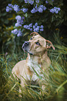 American-Staffordshire-Terrier-Mongrel
