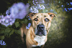 American-Staffordshire-Terrier-Mongrel