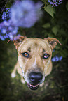 American-Staffordshire-Terrier-Mongrel