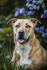 American-Staffordshire-Terrier-Mongrel