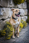 American-Staffordshire-Terrier-Mongrel