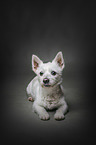 lying West-Highland-White-Terrier-Mongrel