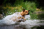jumping Frensh-Bulldog-Mongrel