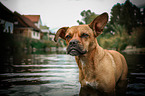 bathing Frensh-Bulldog-Mongrel