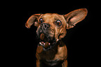 Frensh-Bulldog-Mongrel catches treat