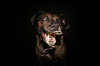 Boxer-Mongrel Portrait