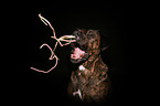 Boxer-Mongrel Portrait