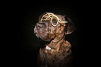 Boxer-Mongrel Portrait