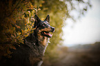 Collie-Mongrel Portrait