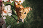 Galgo-Mongrel Portrait