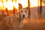 Galgo-Mongrel Portrait