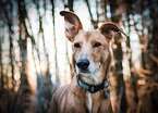 Galgo-Mongrel Portrait