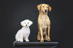2 dogs