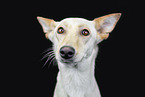Podenco-Mongrel Portrait