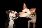 2 dogs