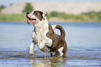 Cane-Corso-Mongrel in the water