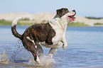 Cane-Corso-Mongrel in the water