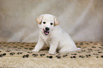 Samoyed-Mongrel Puppy