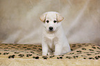 Samoyed-Mongrel Puppy