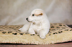 Samoyed-Mongrel Puppy