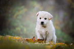 Samoyed-Mongrel Puppy