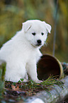 Samoyed-Mongrel Puppy