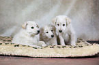3 Samoyed-Mongrel Puppies