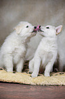 2 Samoyed-Mongrel Puppies