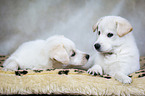 2 Samoyed-Mongrel Puppies