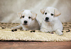 2 Samoyed-Mongrel Puppies