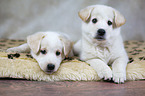 2 Samoyed-Mongrel Puppies
