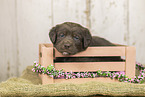 Australian-Shepherd-Labrador Puppy
