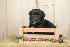 Australian-Shepherd-Labrador Puppy