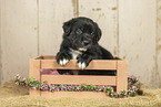 Australian-Shepherd-Labrador Puppy