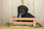 Australian-Shepherd-Labrador Puppy