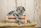 Australian-Shepherd-Labrador Puppy