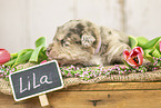 Australian-Shepherd-Labrador Puppy