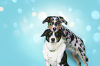2 Appenzell-Mountain-Dog-Mongrels