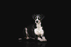 sledge-dog-mongrel