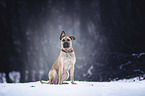 Prescanario-Mongrel