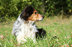lying Shetland-Sheepdog-Mongrel