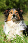 lying Shetland-Sheepdog-Mongrel